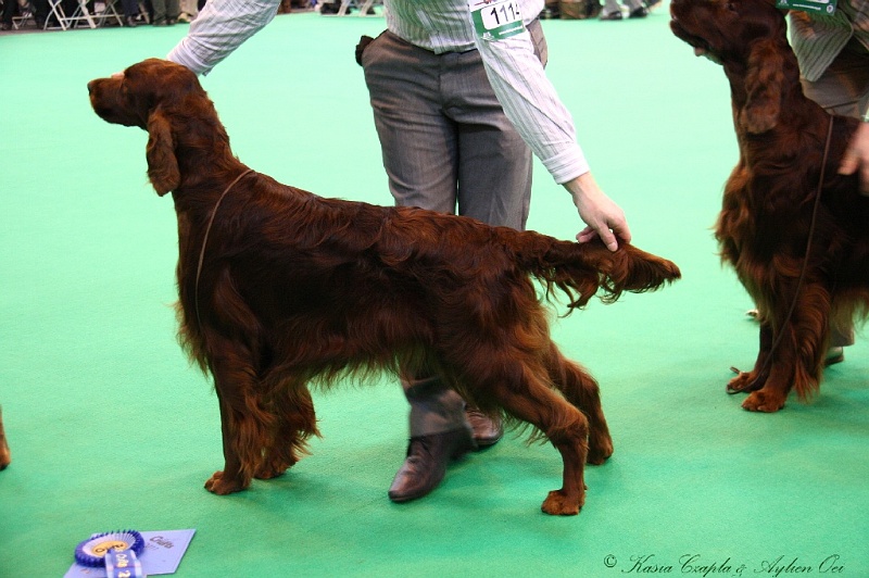 Crufts2011 618.jpg